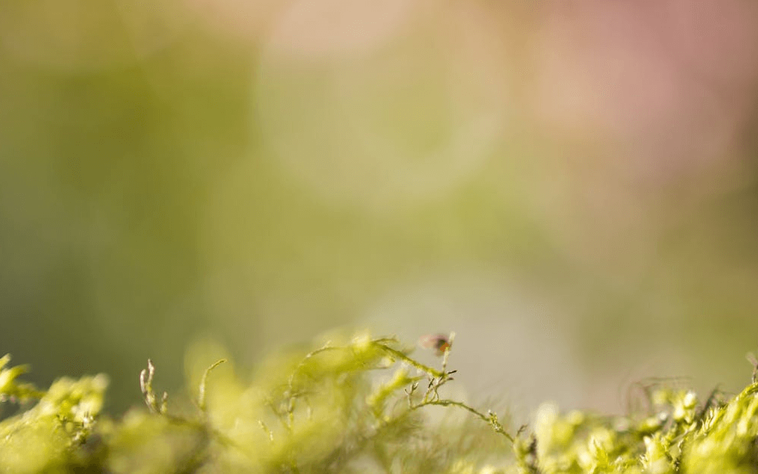 Creating a Lasting Legacy: Building a Multigenerational Wealth Transfer Plan for Families