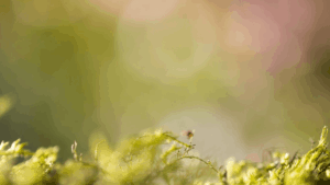 Creating a Lasting Legacy: Building a Multigenerational Wealth Transfer Plan for Families