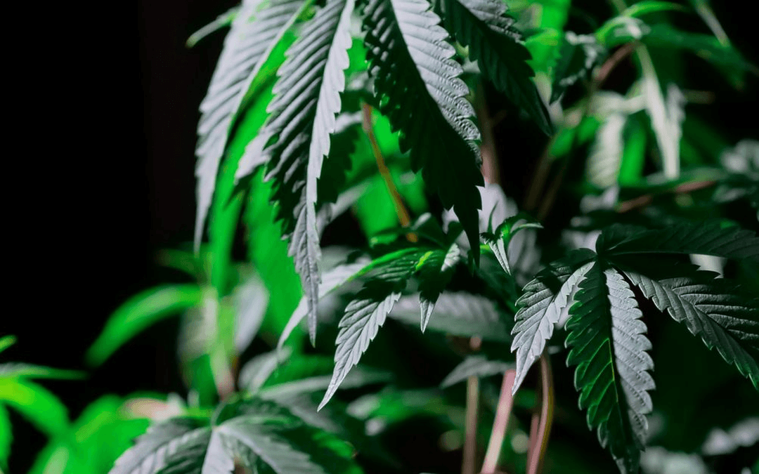 Cannabis Rescheduling Expands R&D Tax Opportunities