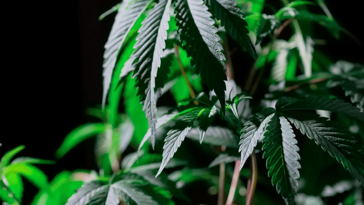 Cannabis Rescheduling Expands R&D Tax Opportunities