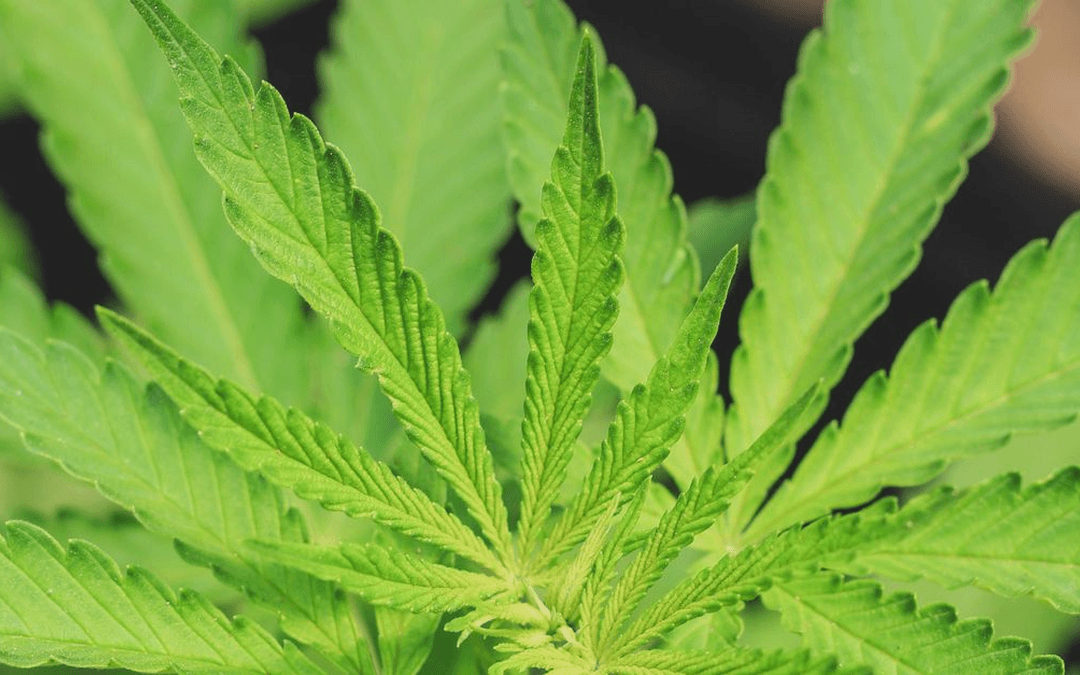 Section 280E still shapes cannabis tax planning: what businesses can and cannot do