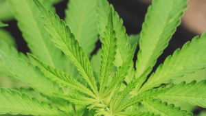 Section 280E still shapes cannabis tax planning: what businesses can and cannot do